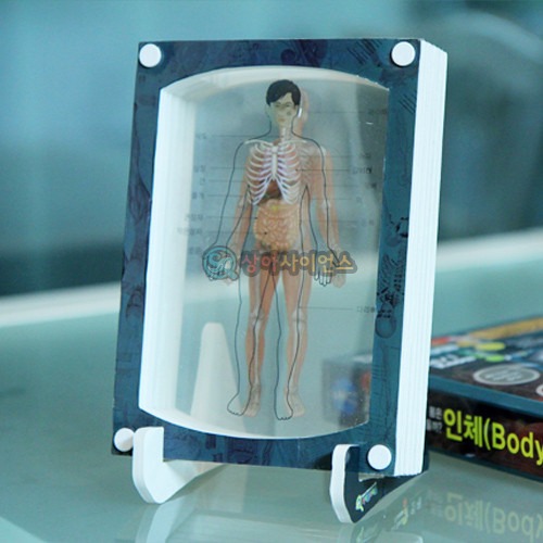 3D액자 만들기(인체)(소화기, 근육, 뼈)